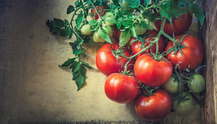 old image of tomatoes