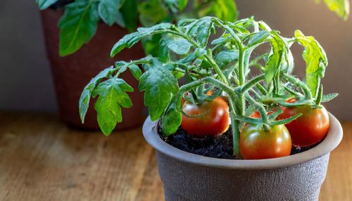 Roma Tomatoes Indoors