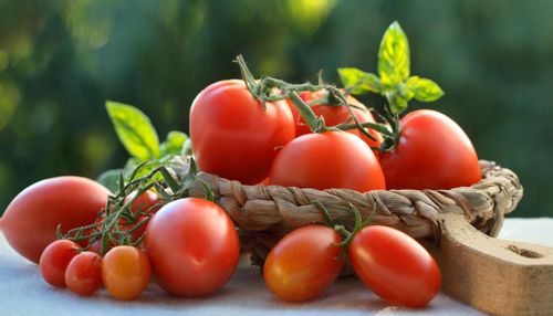 Roma Tomatoes and San Marzano Tomatoes fruits