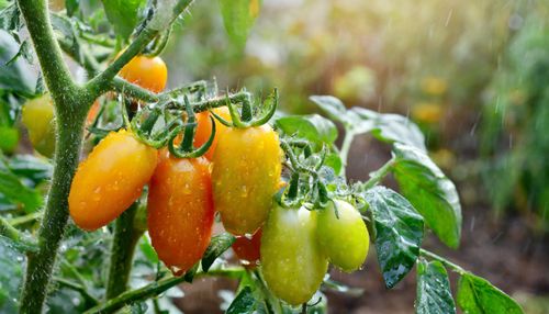 Roma Tomatoes plant in the garden with fruits