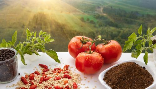 Tomato Seeds and Cultivation