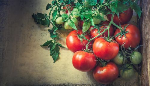 old image of tomatoes