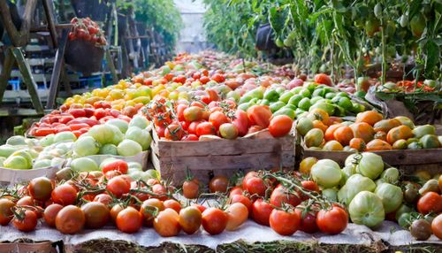 vast varierty of tomatoes